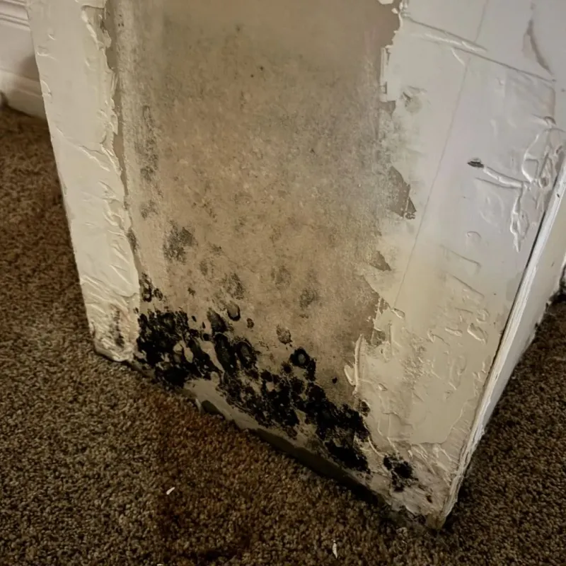 Professional Mold Removal in Bridgeport, CT
